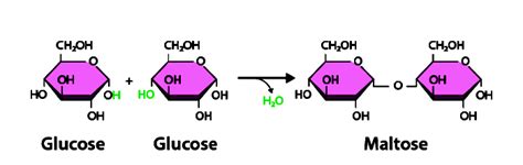 Dehydration Synthesis: Definition, Reaction, Examples and Hydrolysis