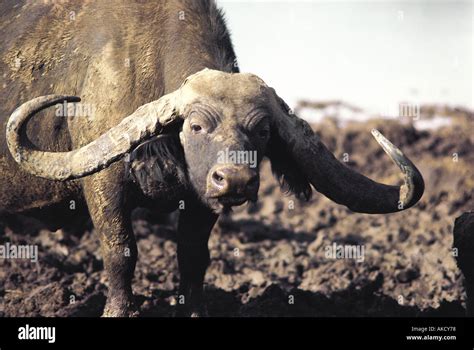 Male african cape buffalo wide hi-res stock photography and images - Alamy