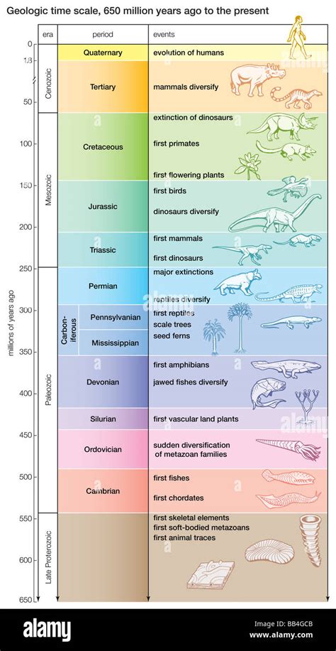 A geologic time scale shows major evolutionary events from 650 million ...