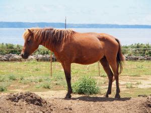 9 Japanese Horse Breeds (with Pictures) | Pet Keen