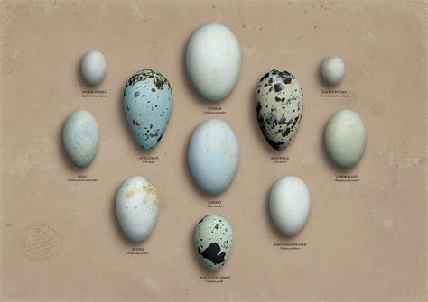 Bird eggs, Duck eggs, Eggs