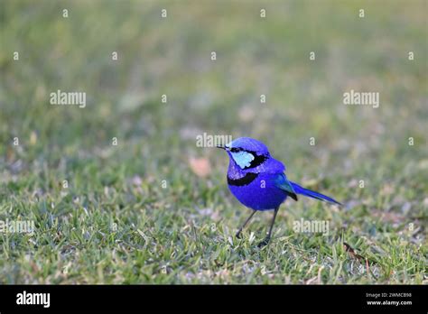 Male Splendid Fairywren (Malurus splendens) in full breeding plumage ...