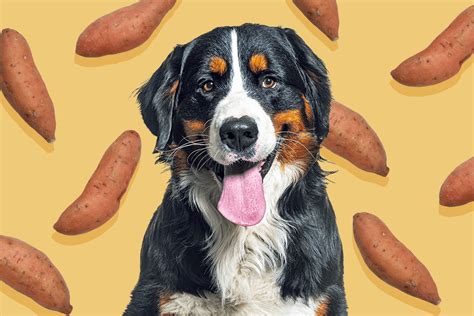 Can Dogs Eat Sweet Potatoes? Here's How to Feed Your Pup Yams