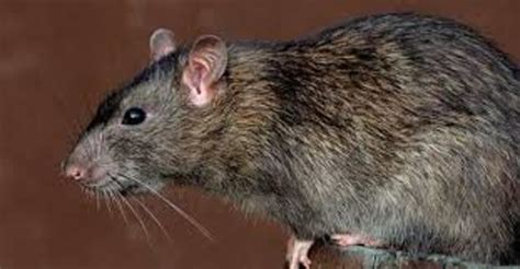 The Brown Rat - Rattus norvegicus, And How to Rid Yourself Of Their ...