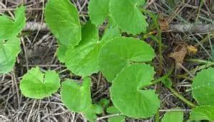 Gotu Kola Herb - Benefits, Uses and Side Effects