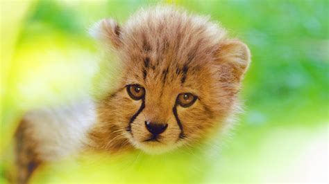 Cheetah Cute Cub 4k, HD Animals, 4k Wallpapers, Images, Backgrounds ...