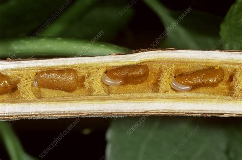 Small Carpenter Bee Larvae - Stock Image - C002/2176 - Science Photo Library