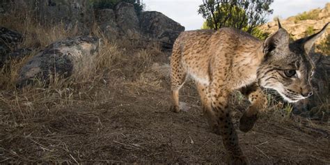 Iberian Lynx Habitat