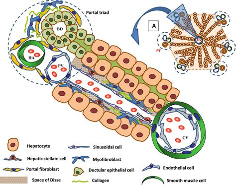 Schematic of the liver structure and hepatic cells. The liver comprises ...