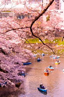 Sakura | Chidori-ga-fuchi, Kitanomaru Park at Chiyoda-ku in … | Flickr