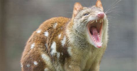 Spotted-tail quoll found in SA's south east for first time in 130 years ...