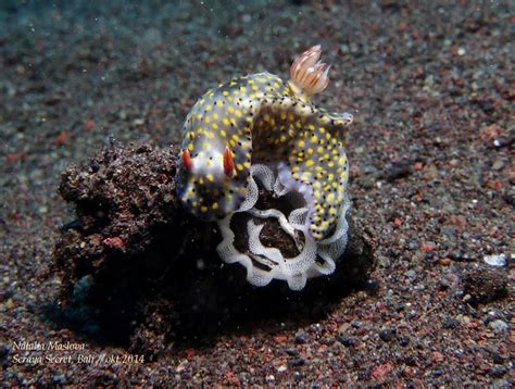 NUDIBRANCH Scuba diving in Seraya / Tulamben / Bali @ credit photo: Natalia Maslova