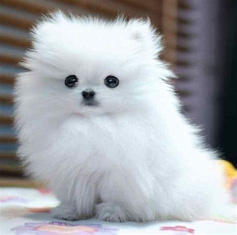 Fluffy Dog Breeds: Cute and Funny Dog | Fluffy dogs, Dog breeds, Fluffy ...