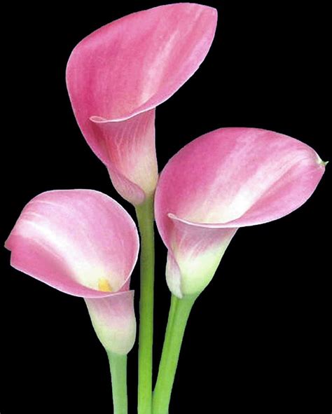 pink calla lillies | Calla lily flowers, Beautiful flowers, Amazing flowers