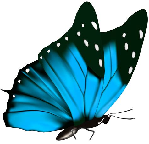 blue butterfly