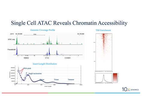 scATAC-Seq reveals chromatin accesibility - Enseqlopedia