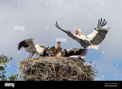 White storks at nest Stock Photo - Alamy