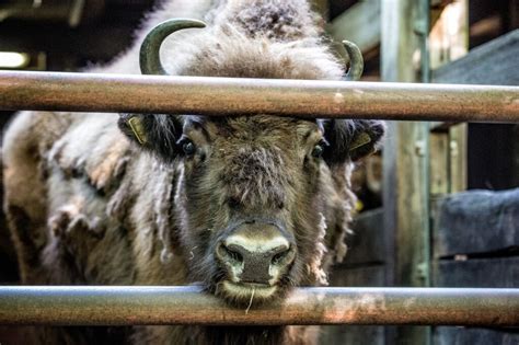 Back from the brink: the European bison is a living legend | Rewilding Europe