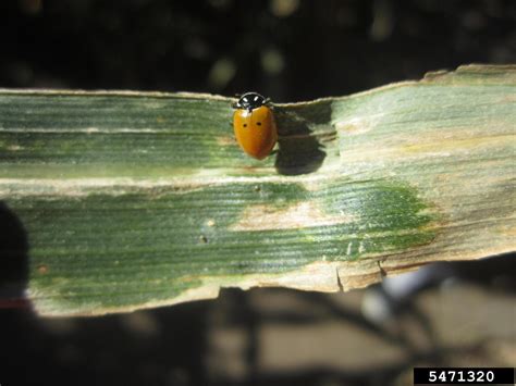 convergent lady beetle (Hippodamia convergens)