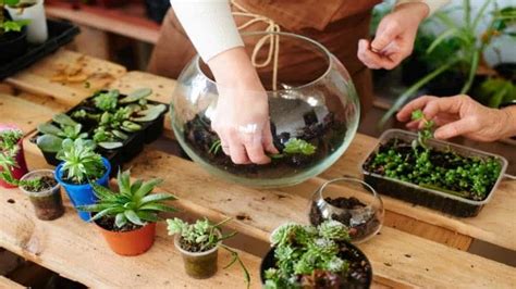 5 Types of Terrarium Plants | F95zoneweb