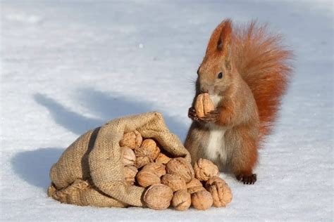 Raising Indoor Pet Squirrels: What Do Pet Squirrels Eat? | Critters Aplenty