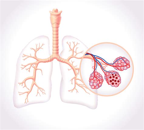 Diagram showing the healthy trachea and air sacs of the human lungs. 8288539 Vector Art at Vecteezy