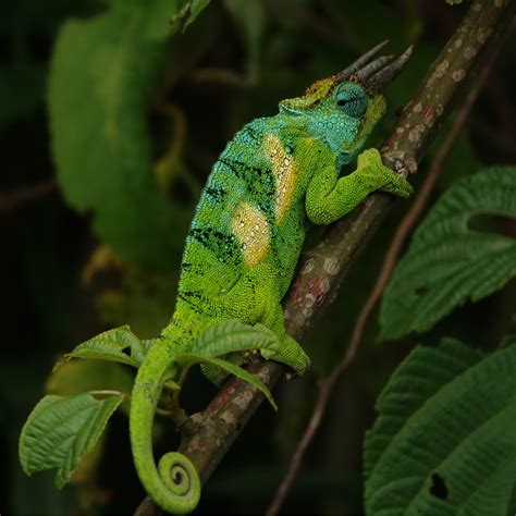 Tropical Rainforest Animals | Virunga National Park