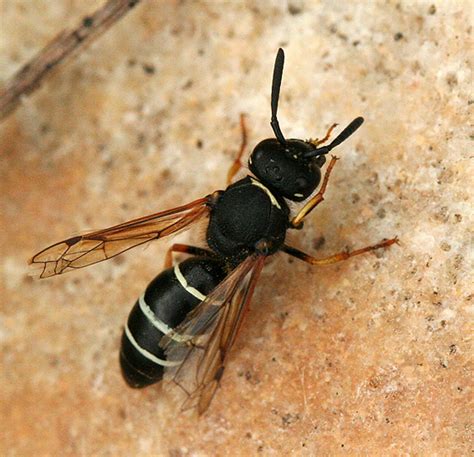 Wasp: Black Wasp Sting