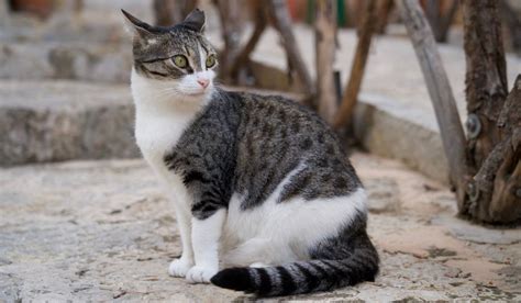 Why Do Cats Put Their Ears Back? (A Veterinarian Explains) - Cats.com