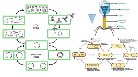 Lytic Cycle - Definition, Steps, Importance, Examples - Biology Notes Online