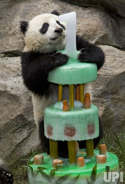 Photo: San Diego Zoo's fourth panda cub cerebrates first birthday ...