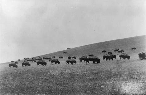 Haunting Images From America's 19th-Century Bison Extermination