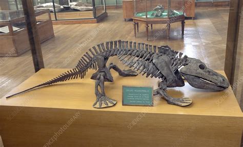 Eryops skeleton, prehistoric amphibian - Stock Image C012/5388 ...