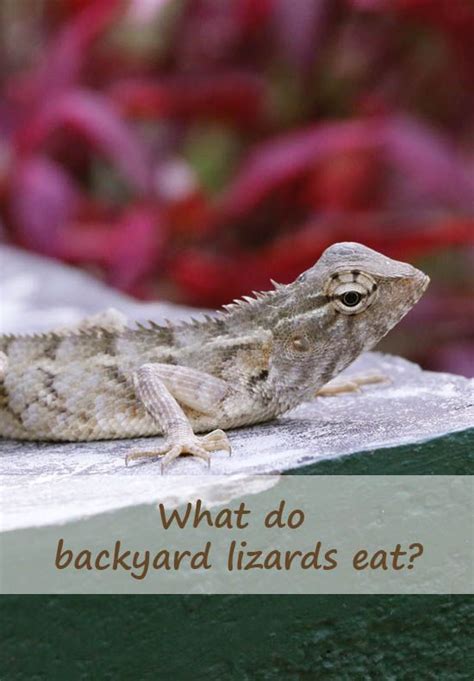 What do backyard lizards eat? in 2020 | Pet lizards, Backyard animals, Baby lizards