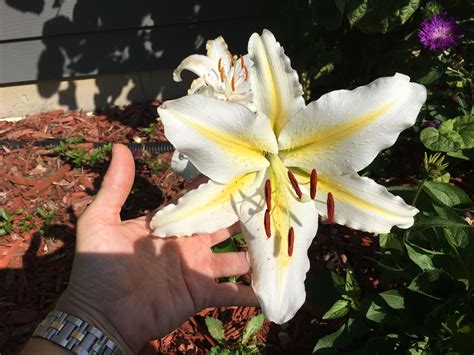 Huge Lily | Plants, Lily, Flowers