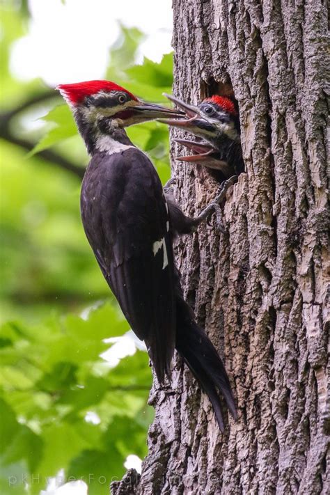 Red Mohawk: At Home with Michigan’s Pileated Woodpecker | Woodpecker ...