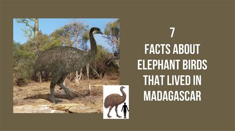 7 Facts about elephant birds that lived in Madagascar - Proto Animal