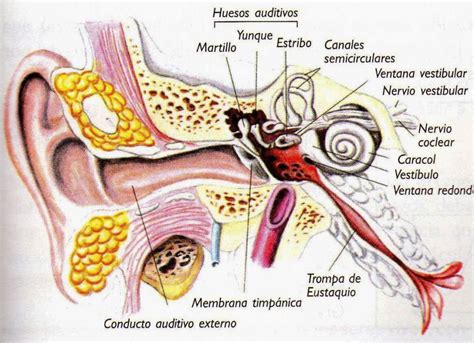 El Oído: ¿Qué es? Características, anatomía, partes, estructura y más