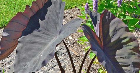 Black Elephant Ear Plant Care: Growing Colocasia Black Magic