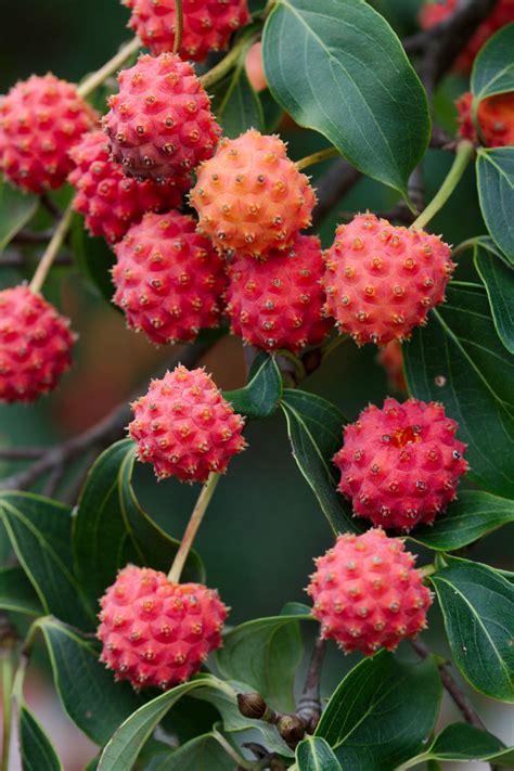 CORNUS KOUSA, chinese dogwood tree white flowers red fruit plant seed ...