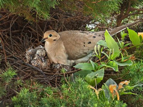 Mourning Dove Nesting (Behavior + Location) | Bird Fact