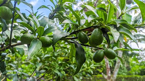 Avocado tree care and growing guide: expert tips for success | Gardeningetc