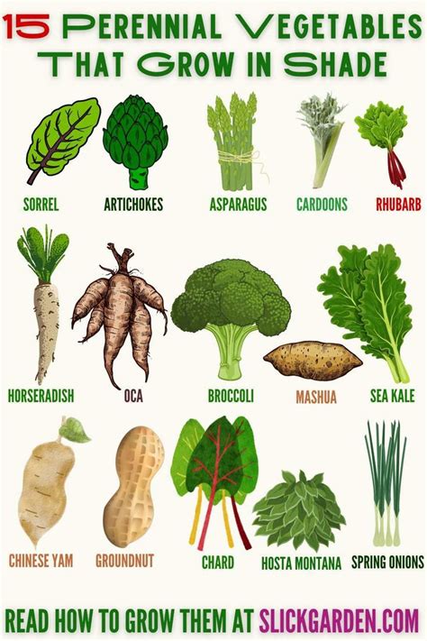 Perennial vegetables – Artofit