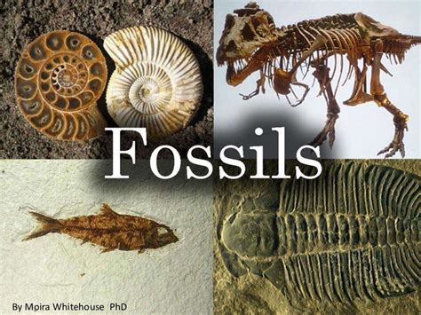 Fossils (teach)