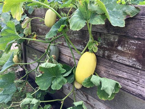 Spaghetti Squash Growing - How To Grow And Store Spaghetti Squash