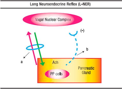 Pancreatic polypeptide: a review of its involvement in neuro-endocrine ...