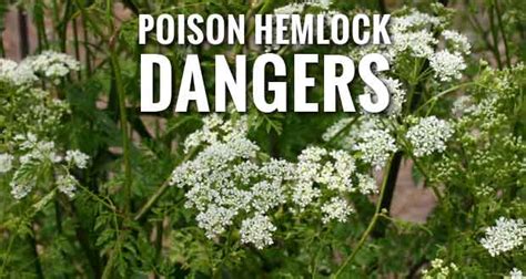 Poison Hemlock Can Be Dangerous to Humans and Animals