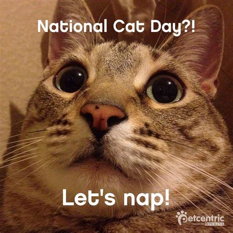 Famous Cat Days Celebrated in the U.S. | Cat day, National cat day, Cats