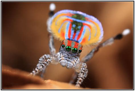 peacock jumping spider (maratus volans) | canon 5d mark iii … | Flickr