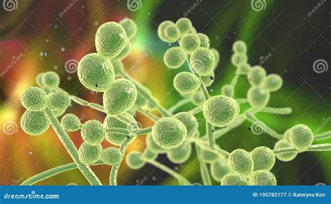 C. Glabrata Candida. Pathogenic Yeast-like Fungi Of The Candida Type Morphological Structure ...